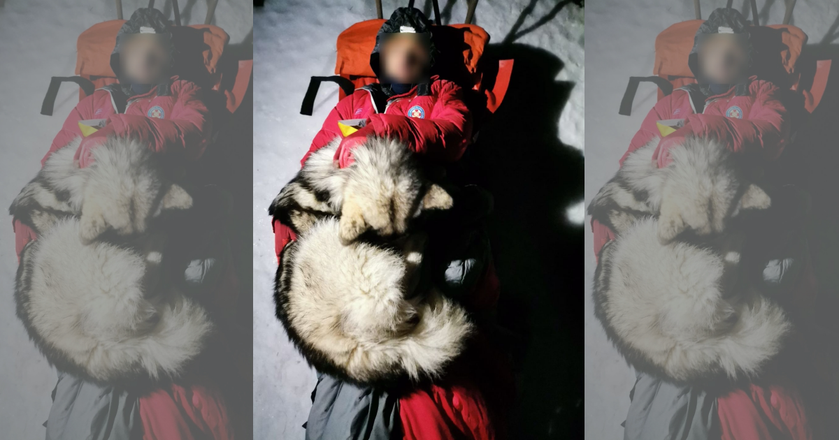 一隻阿拉斯加雪橇犬趴在受困山友身上，讓他稱過嚴寒免於失溫。（翻攝自HGSS - Hrvatska Gorska Služba Spašavanja臉書）