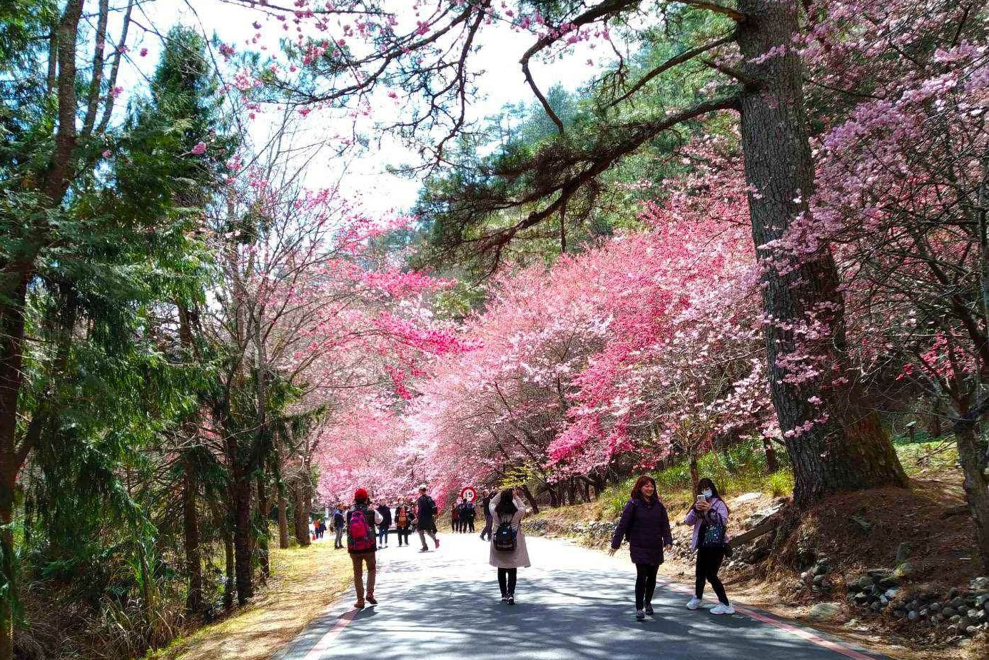 「武陵農場」櫻花季於2月12日開跑，賞櫻專車於1月6日中午12點開賣。（Klook提供）