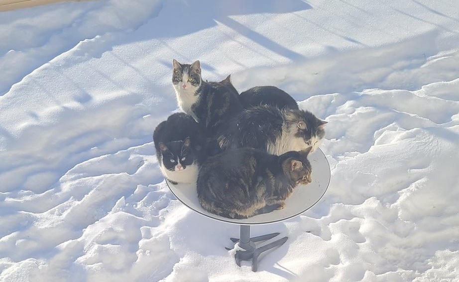 國外網友分享家中天線遭到貓咪們霸占的畫面，引起熱烈討論。（翻攝自推特）