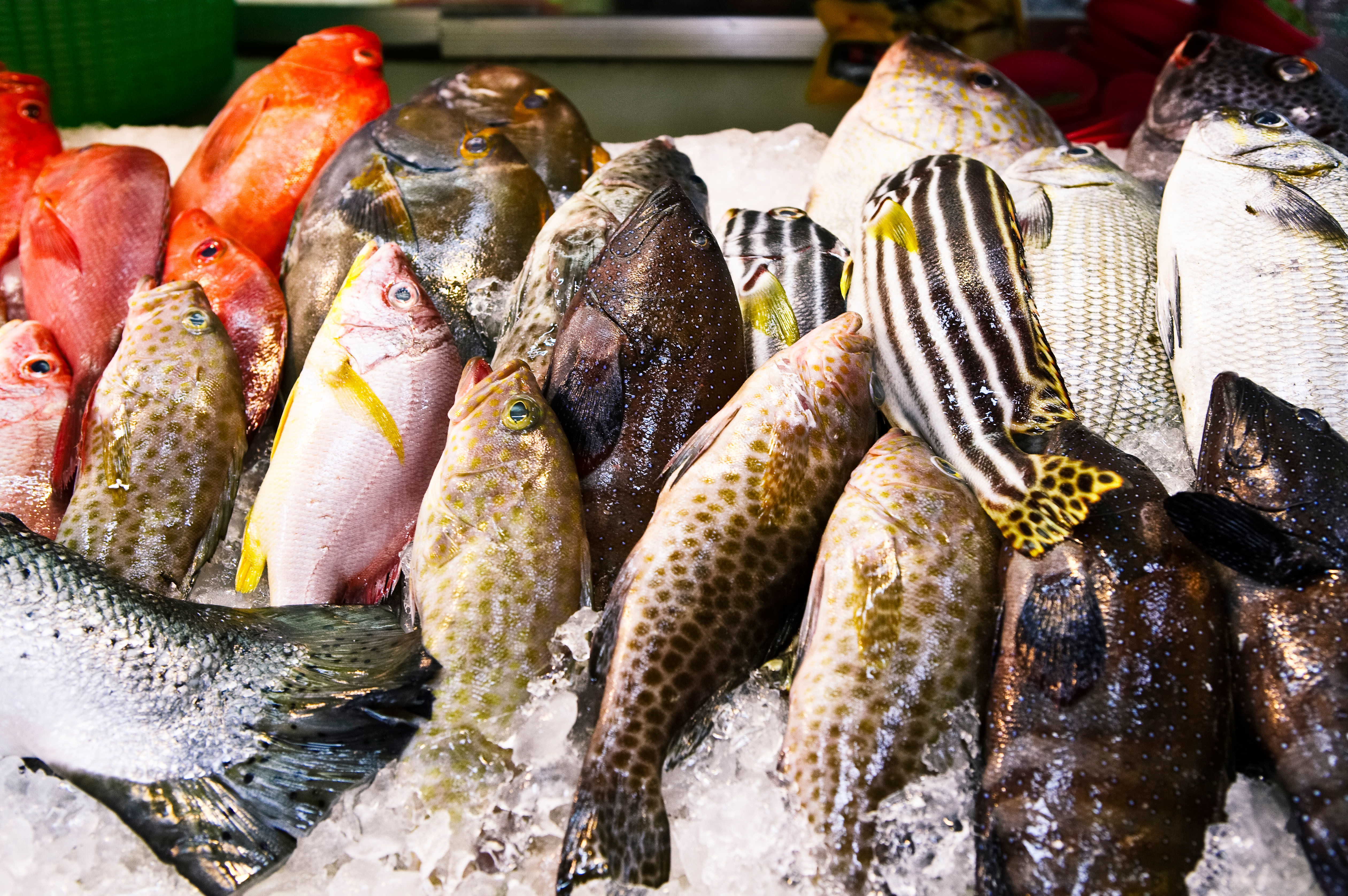 屏東2家養殖石斑魚業者被中國點名，檢驗出禁藥，輸往中國資格遭取消。示意圖（東方IC）