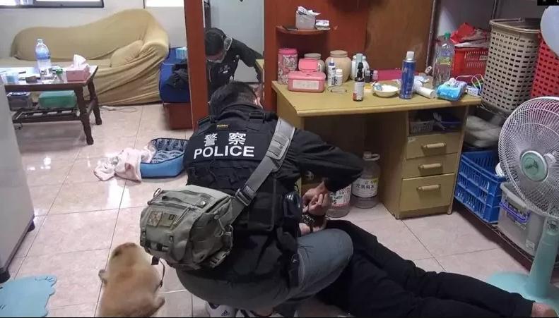 台中市刑警破門逮捕毒品通緝犯時,對方養的松鼠博美也可愛的「趴下」不敢亂動。(翻攝畫面)