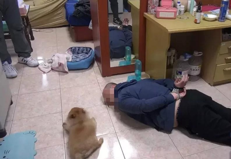 宋男飼養的松鼠博美「乖乖」可愛的趴下不敢亂動。(翻攝畫面)