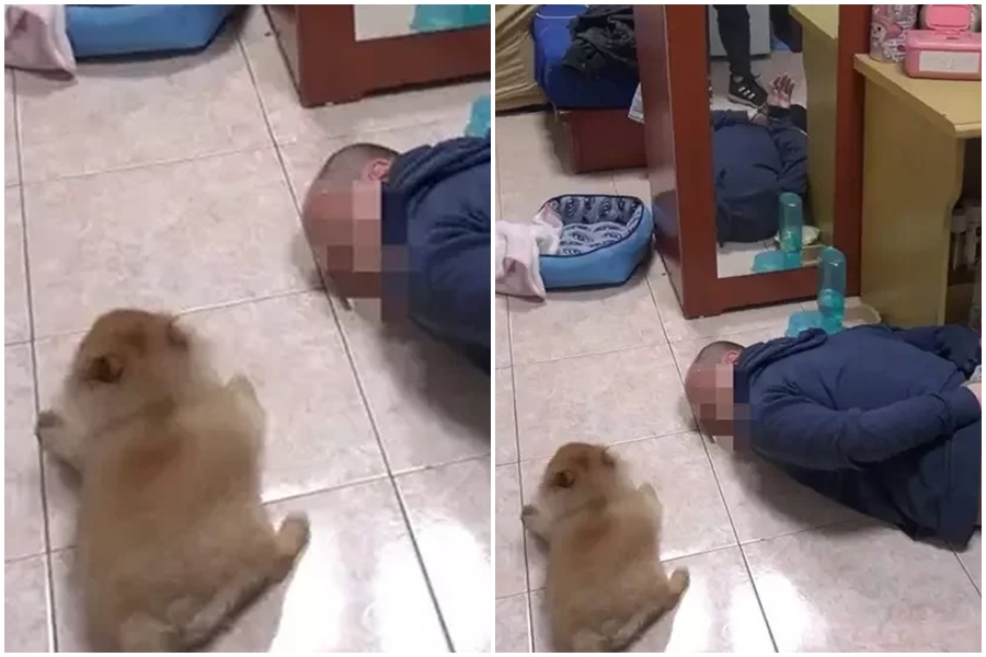 台中市刑警破門逮捕毒品通緝犯時，對方養的松鼠博美也可愛的「趴下」不敢亂動。（翻攝畫面）