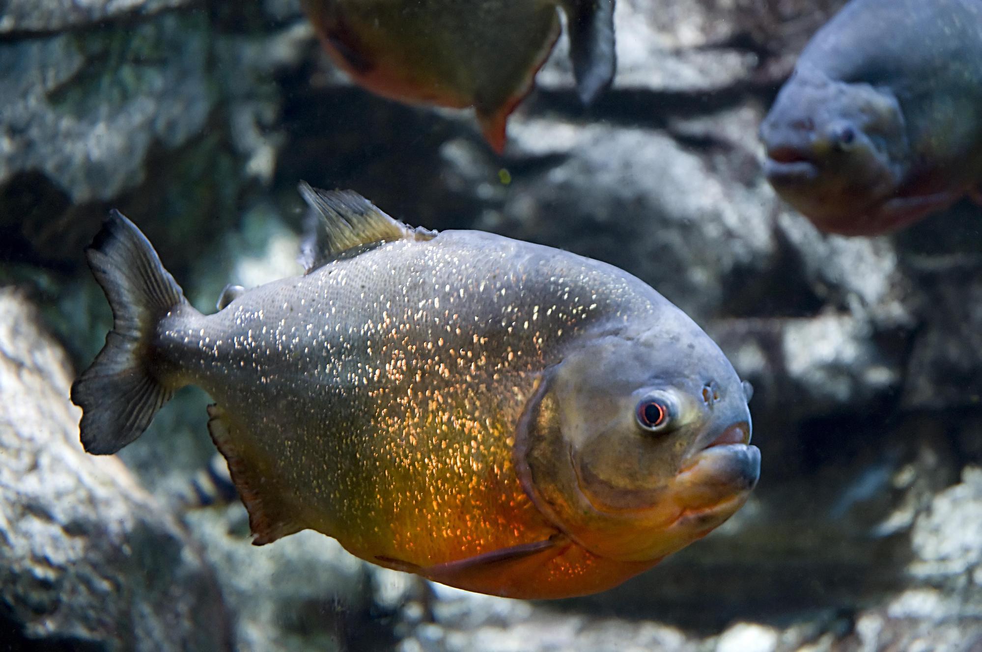 性格凶猛的食人魚大軍,已造成4人身亡。(示意圖,翻攝Pixabay)