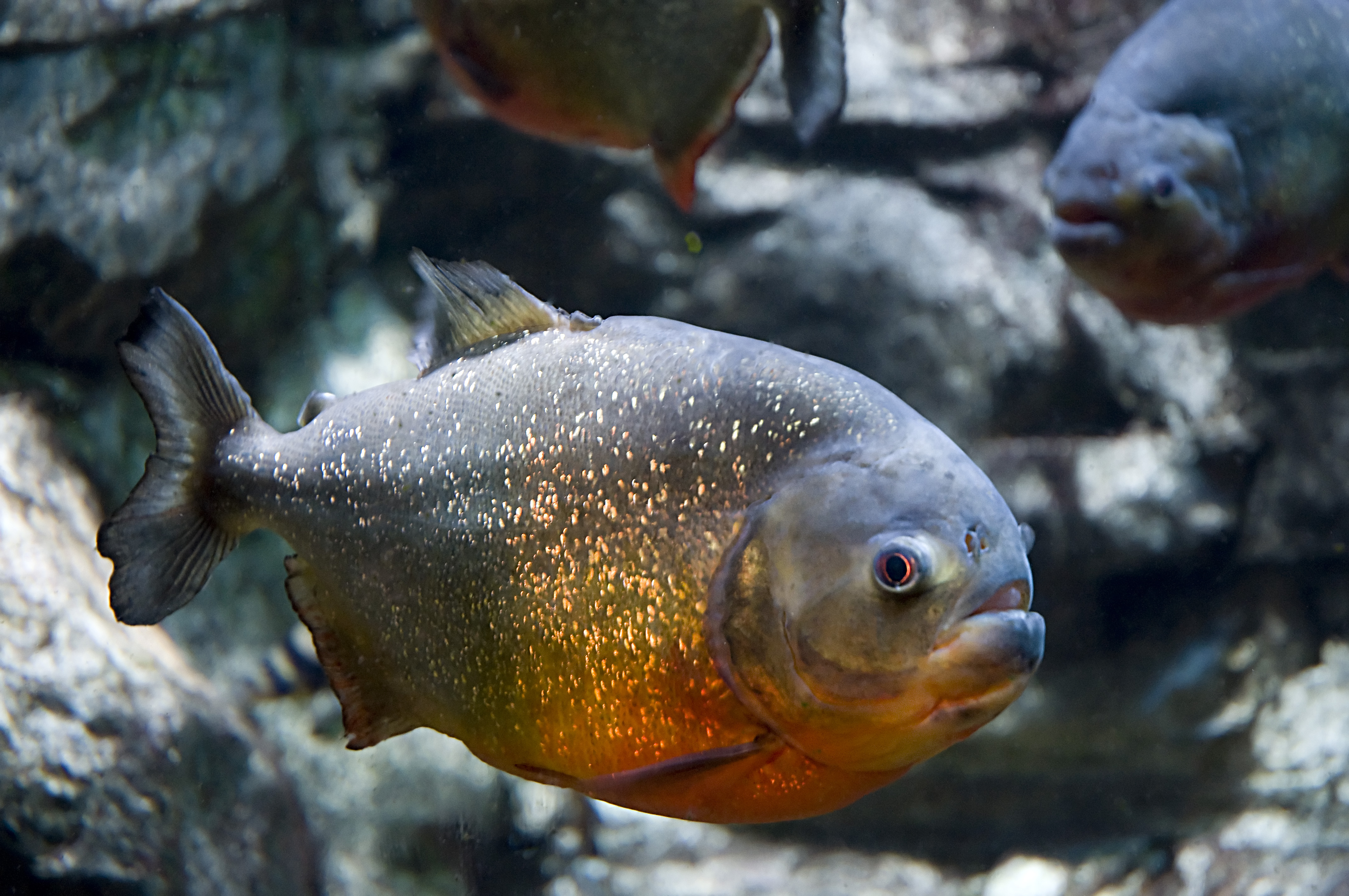 性格凶猛的食人魚大軍，已造成4人身亡。（示意圖，翻攝Pixabay）