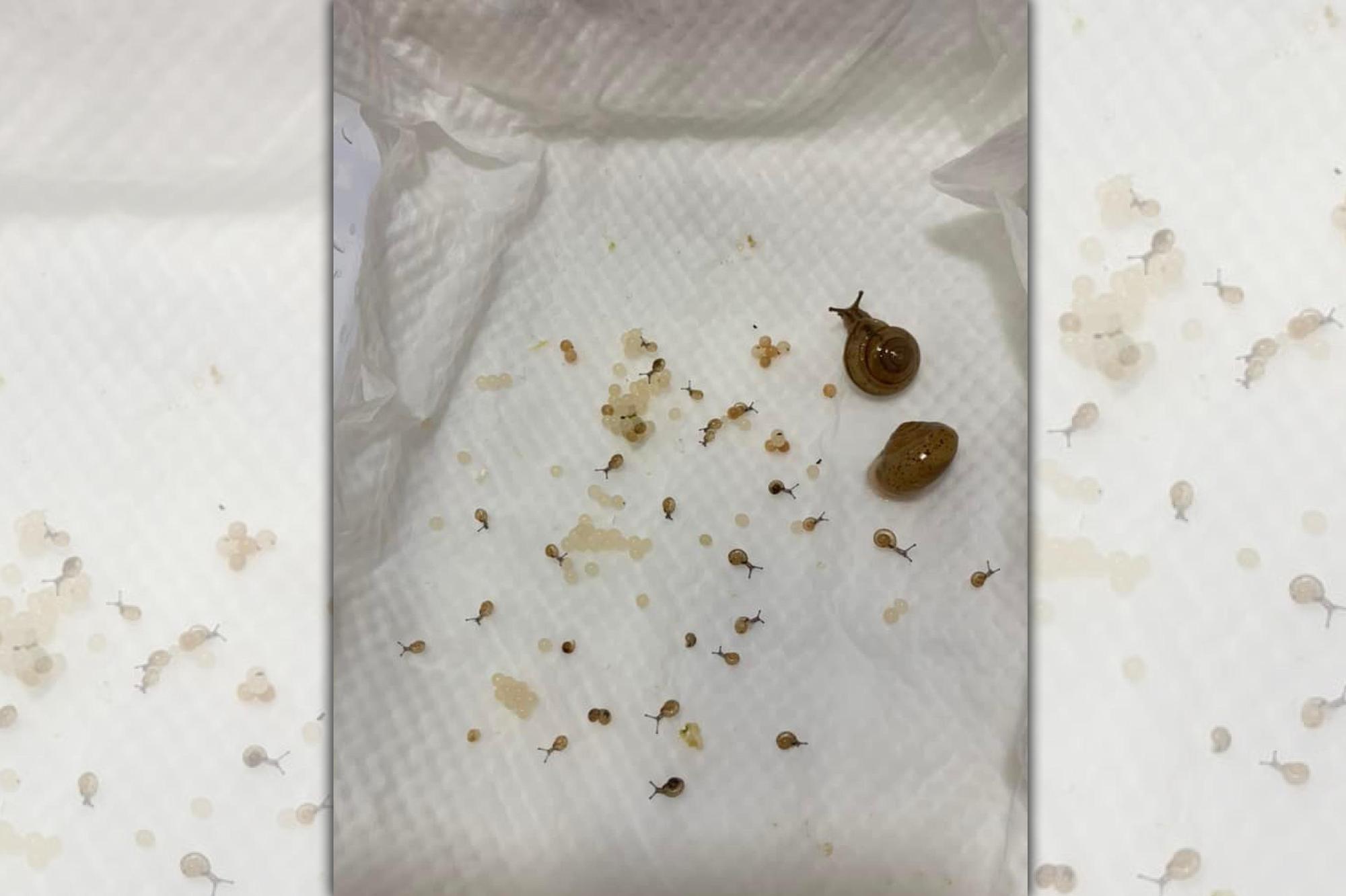 網友近日分享買菜還送了2隻蝸牛,決定收編後結局竟超展開。(翻攝臉書社團爆廢公社二館)