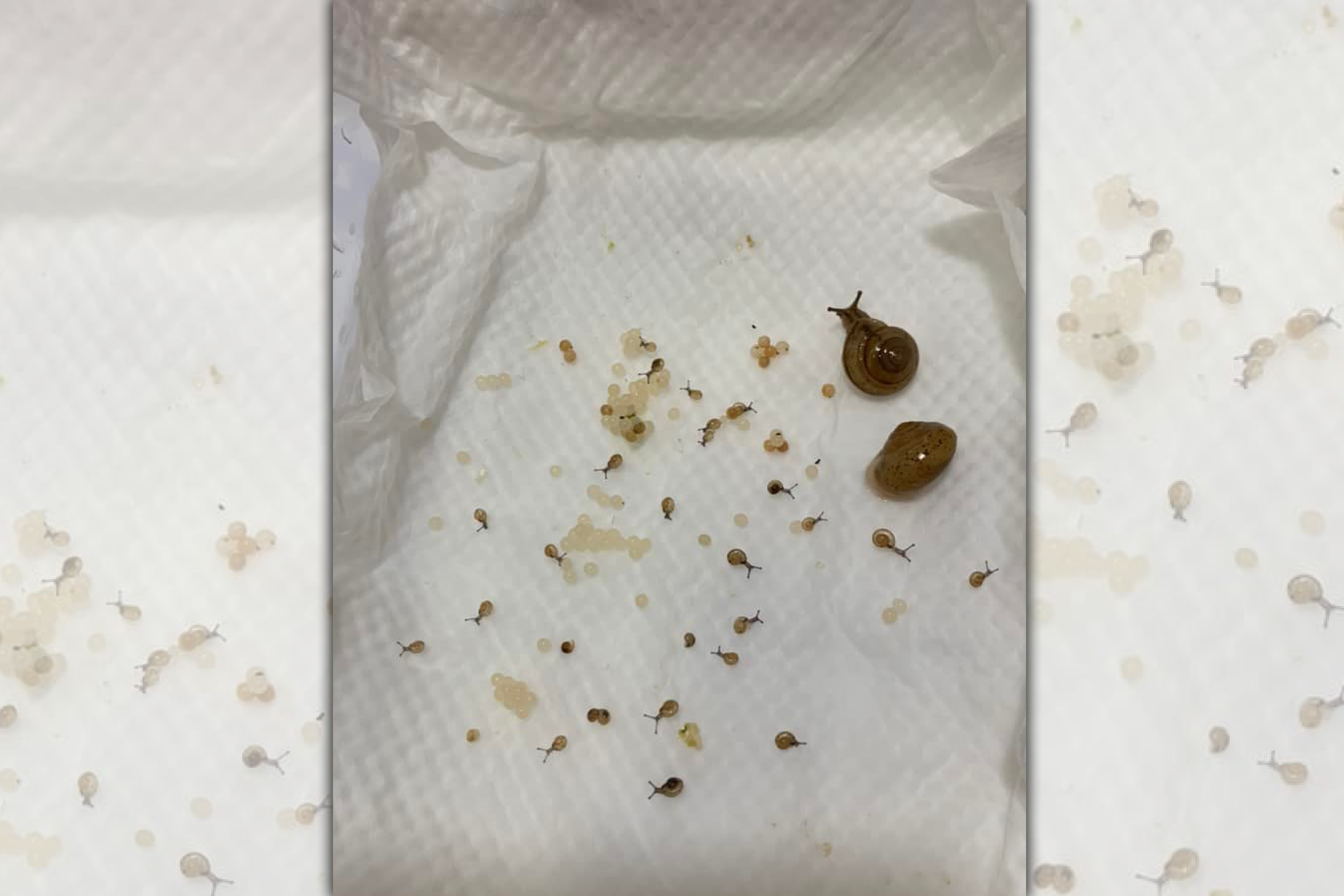 網友近日分享買菜還送了2隻蝸牛，決定收編後結局竟超展開。（翻攝臉書社團爆廢公社二館）