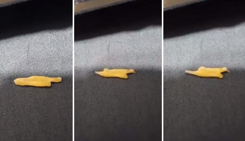 有網友在床上看到類似起司片的物體，沒想到竟是一種寄生蟲。（翻攝「爆廢公社公開版」）