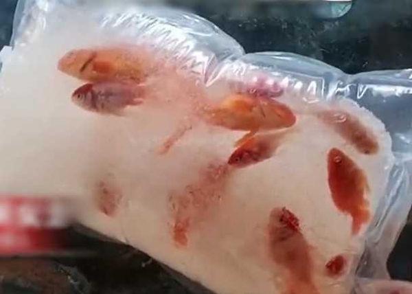 透過網購買活體金魚,卻因為天氣太冷整袋金魚結成冰。(翻攝自微博)