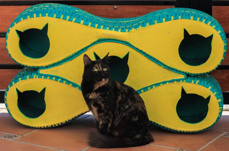 埃及路邊出現環保貓窩，讓流浪貓有過冬的地方。（翻攝自網頁gopetman.com）