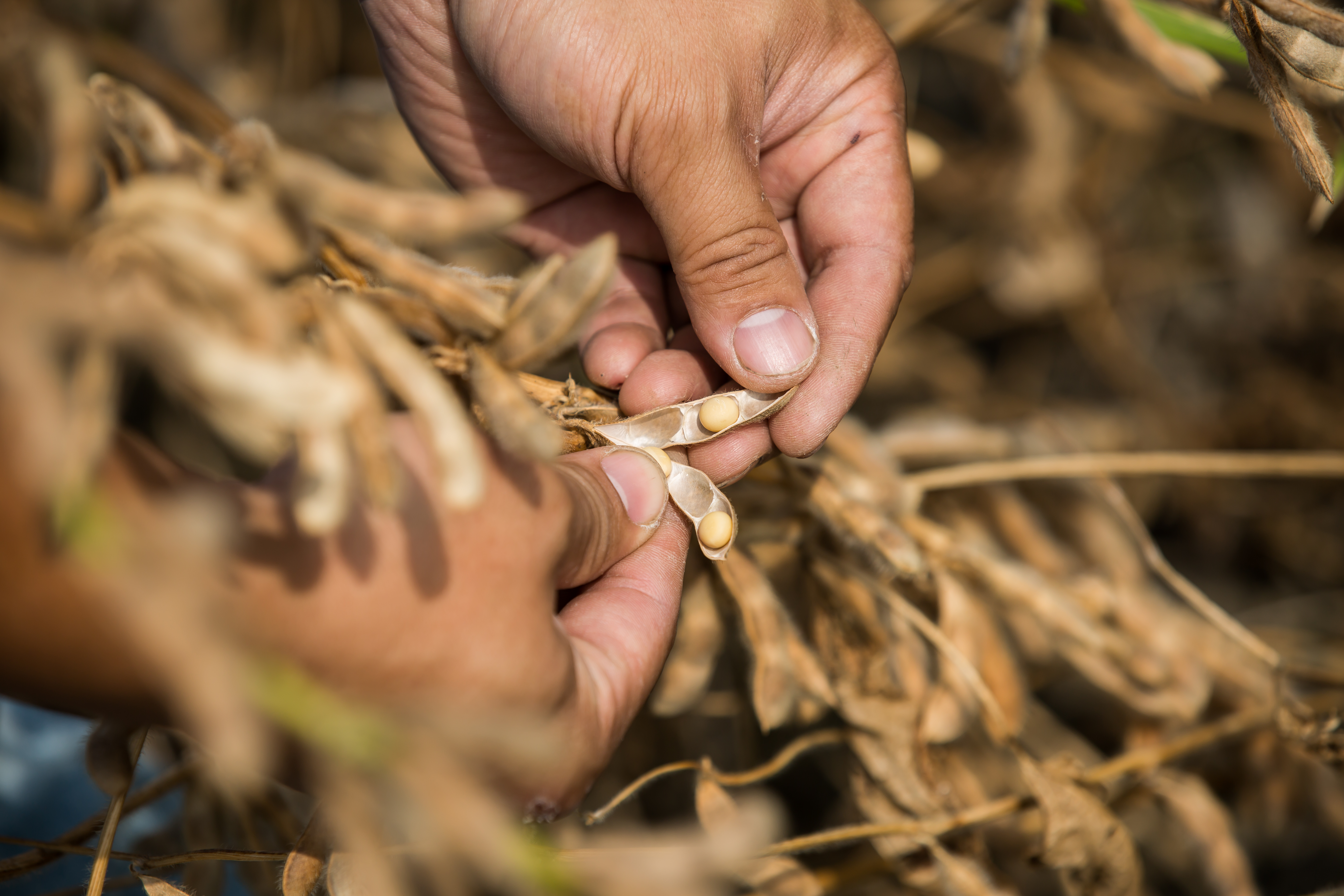 台灣大豆產業策略聯盟擬定5年內要讓國產大豆搶占食用市占率10%，國內種植面積達1萬公頃以上。