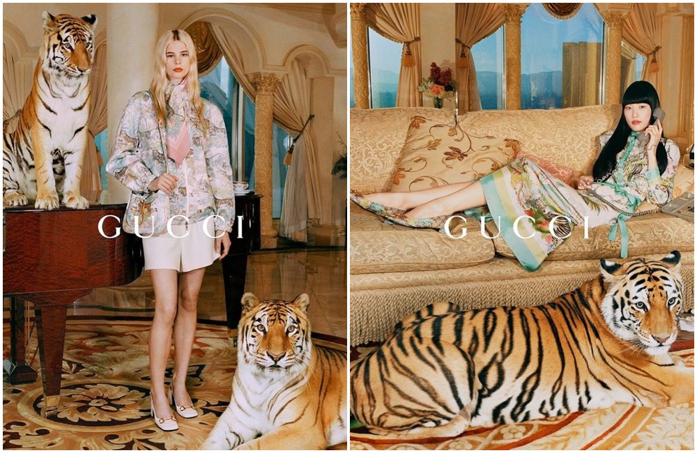 GUCCI Tiger系列找來真正的老虎拍攝，引發爭議。（翻攝GUCCI IG）