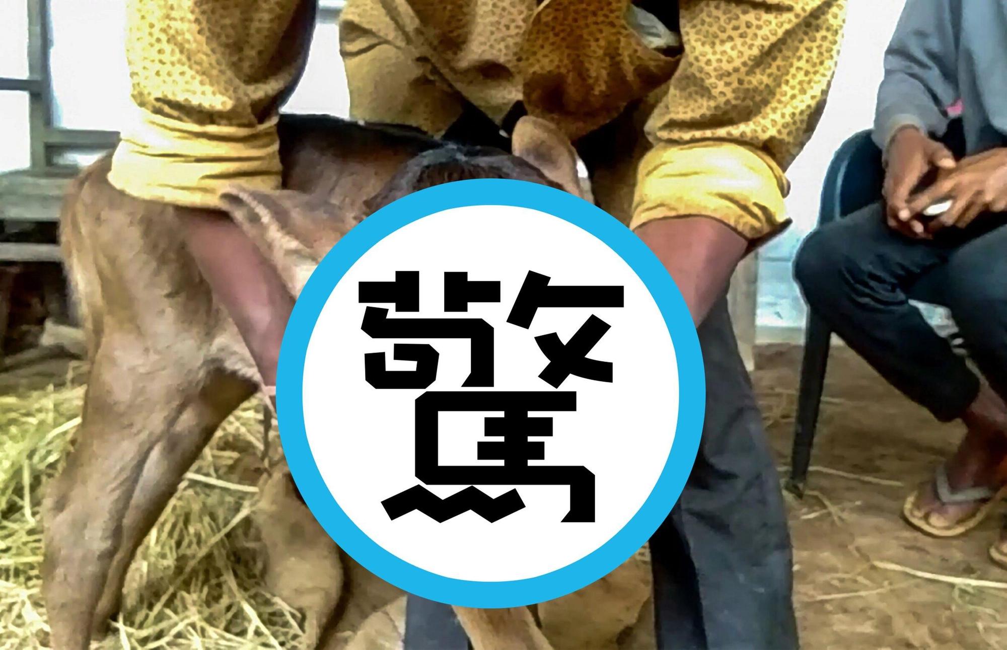 印度小牛一出生擁有3眼4鼻孔,被當地居民奉為神牛。(翻攝nagalandpost網站)