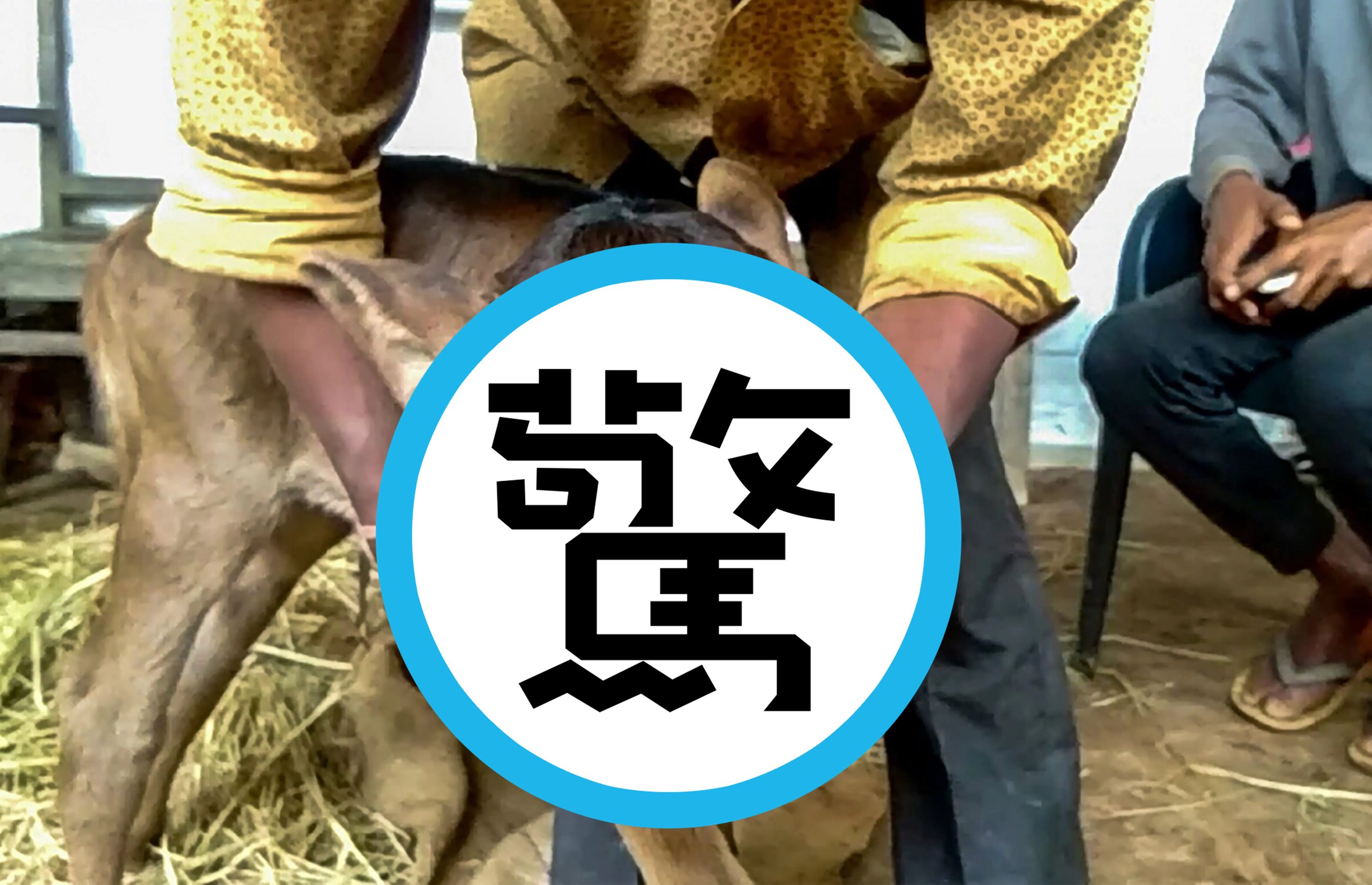 印度小牛一出生擁有3眼4鼻孔，被當地居民奉為神牛。（翻攝nagalandpost網站）