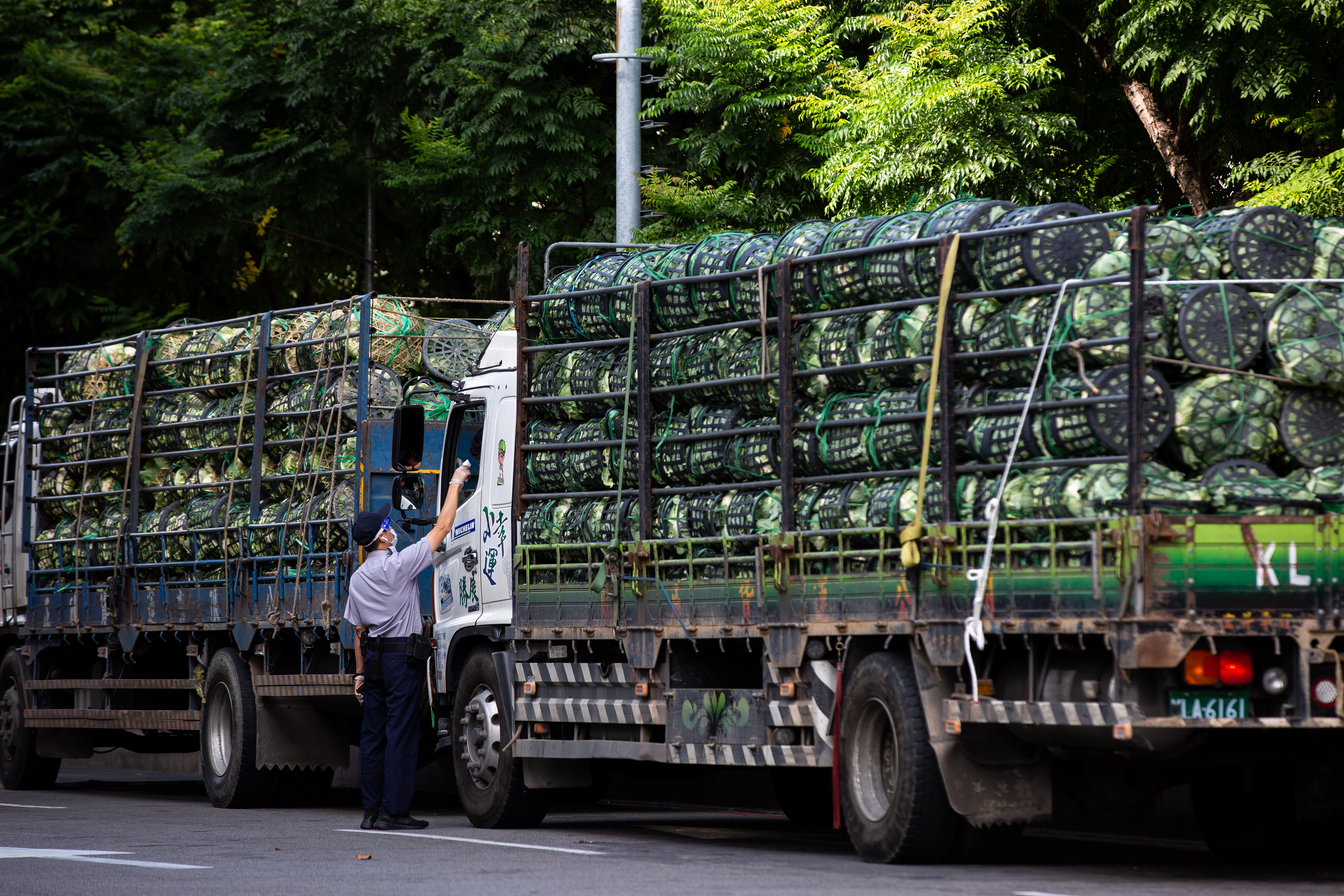 高麗菜產量過剩，近日出現價格不停下跌的情況。（示意圖，本刊資料照）