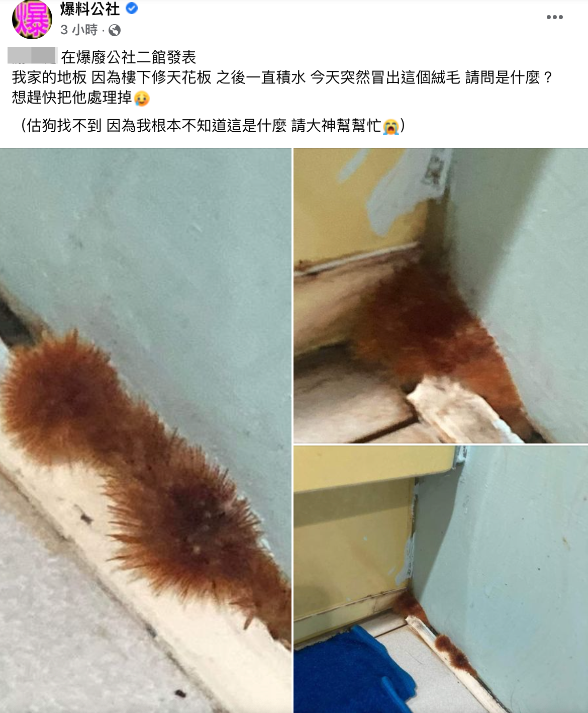 一名網友對於家中牆角長出不明絨毛感到著急，發文向網友求助。（翻攝自爆料公社臉書）