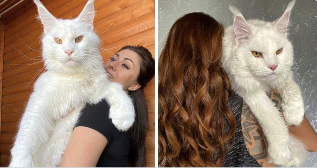 米妮娜飼養的緬因貓凱菲爾重達12.5公斤。（翻攝自推特@newscomauHQ）