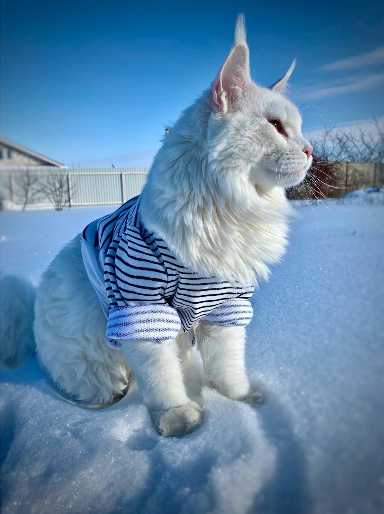 凱菲爾全身雪白的毛,加上帥氣臉龐,看起來相當有氣勢。(翻攝自紐約郵報)