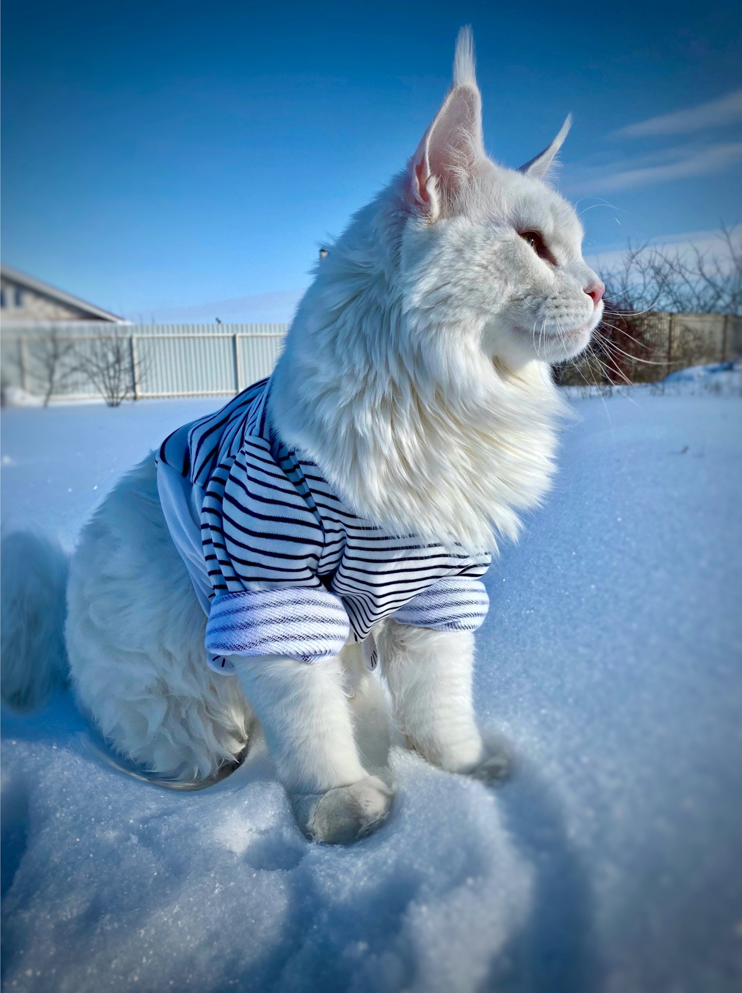 凱菲爾全身雪白的毛，加上帥氣臉龐，看起來相當有氣勢。（翻攝自紐約郵報）