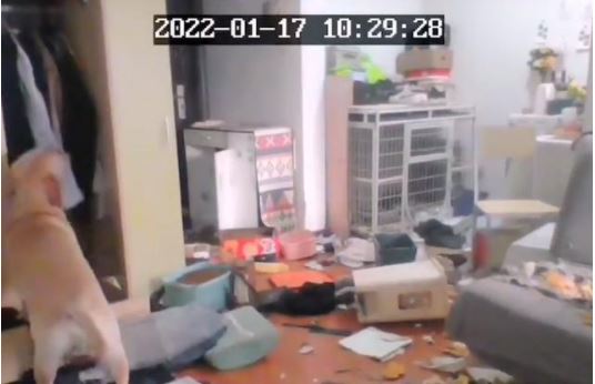 狗狗14天在家「瘋狂拆家」，女主人只能無奈的看監控。（翻攝影片）