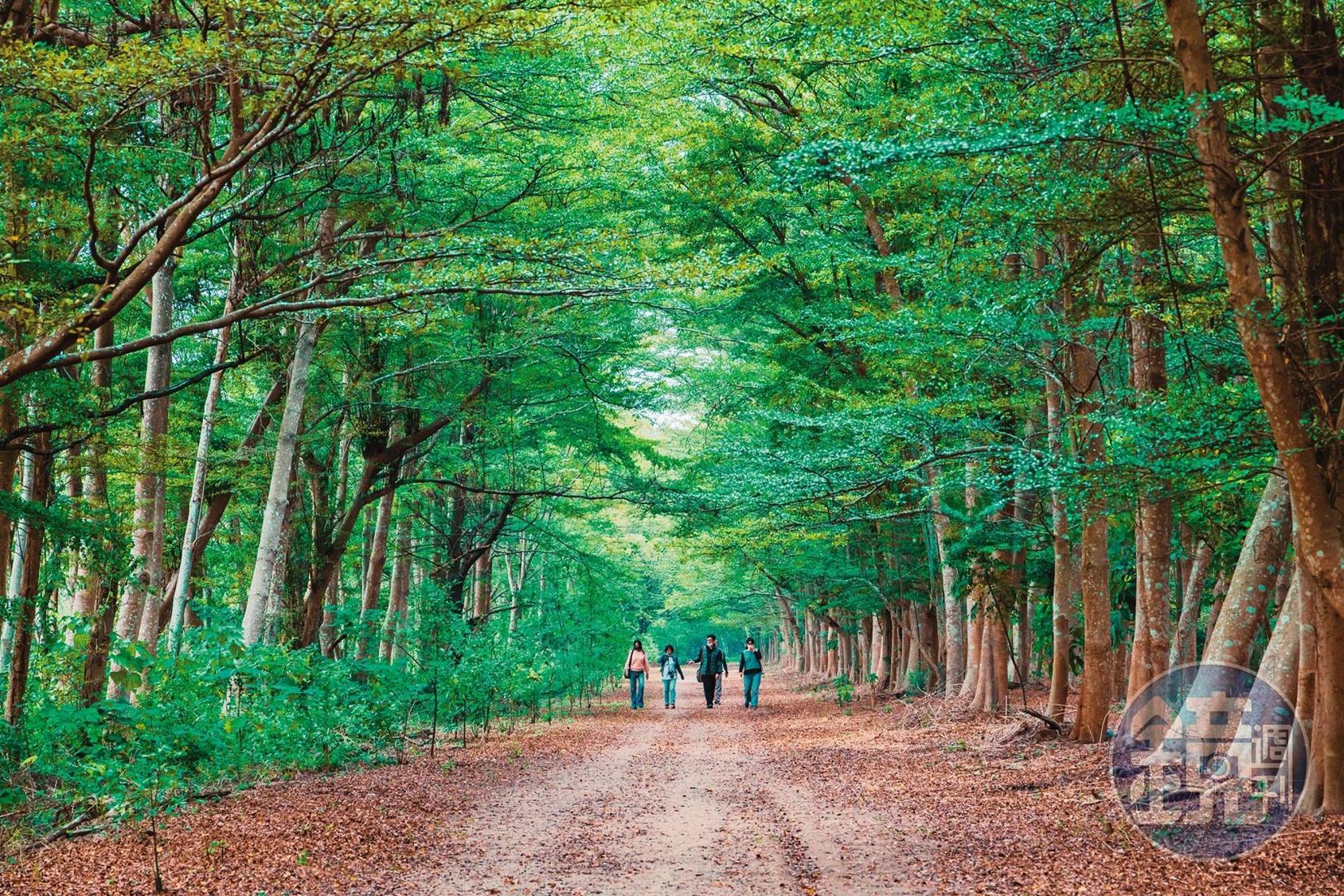 「虎山林場」有多條深隧而美麗的綠色大道,吸引遊客來此拍照。