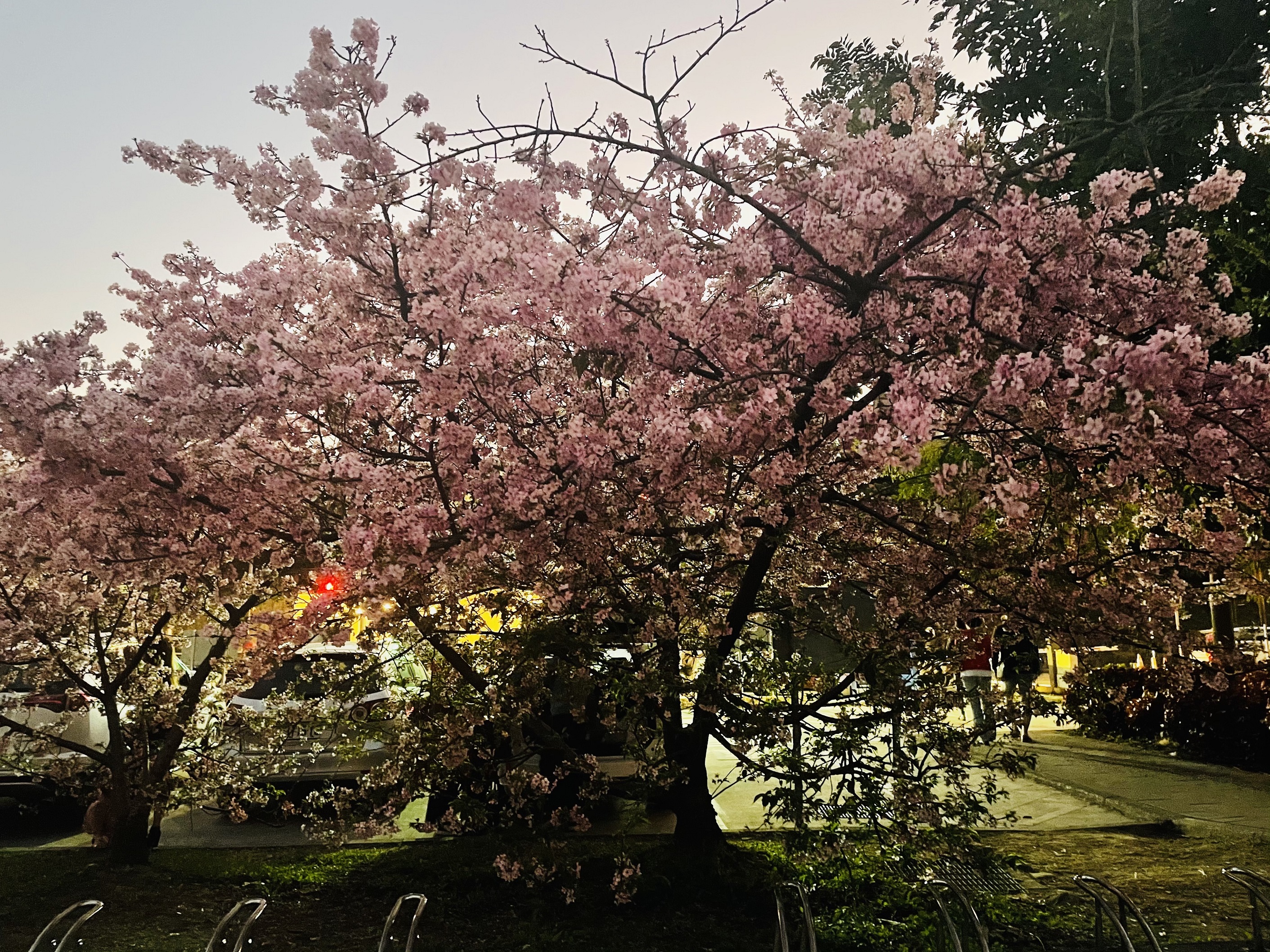 新店陽光運動園區河津櫻花美景，圖為櫻花王。（新北高灘處提供）