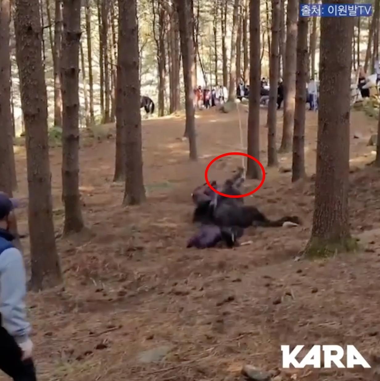韓國Korea Animal Rights Advocates動保團體在IG公開拍攝畫面,可以看到急奔的馬匹因前肢被綁繩索,遭工作人員拉扯後摔倒在地。(截圖自影片)