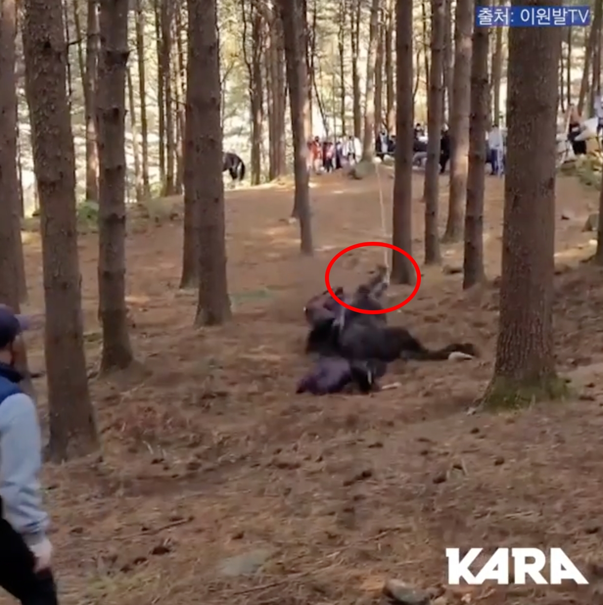 韓國Korea Animal Rights Advocates動保團體在IG公開拍攝畫面,可以看到急奔的馬匹因前肢被綁繩索,遭工作人員拉扯後摔倒在地。(截圖自影片)