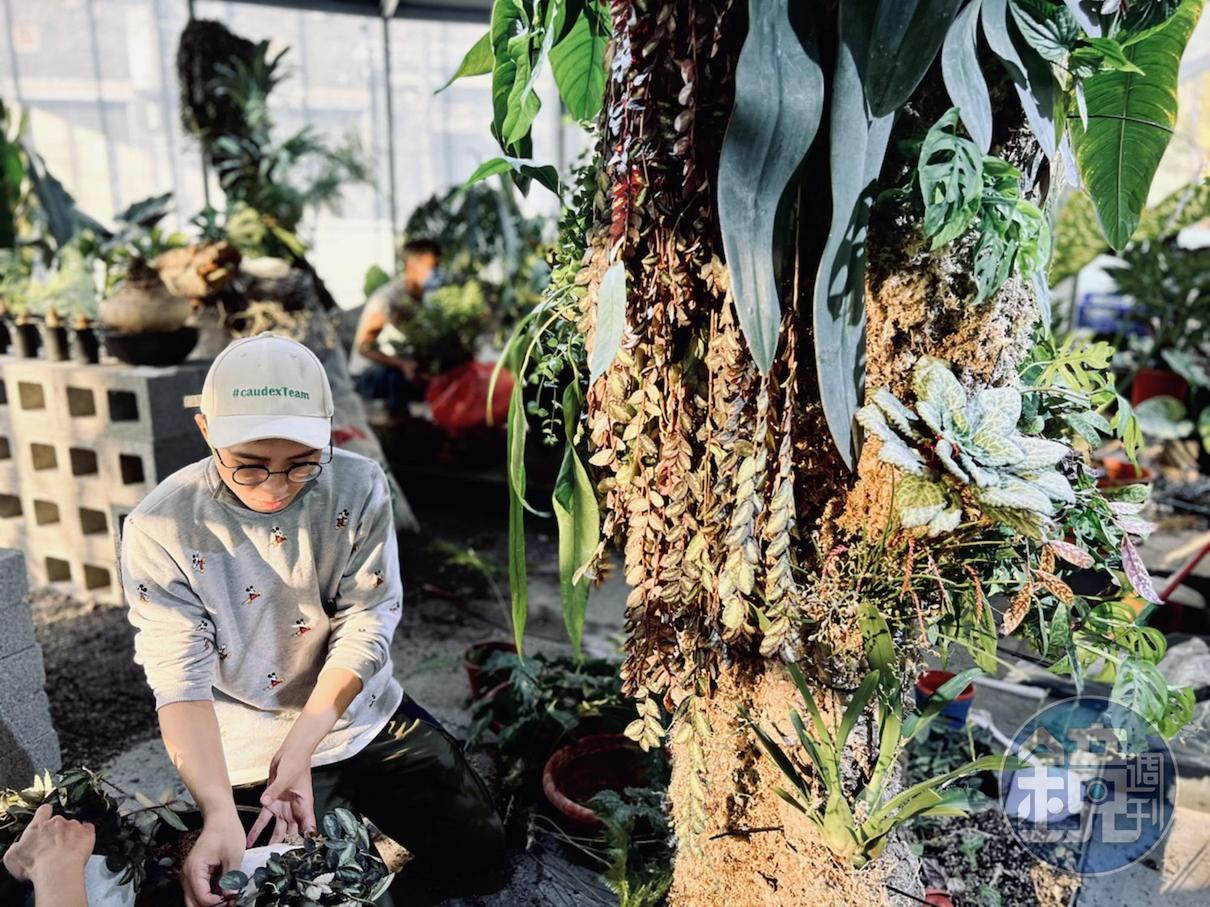 Park2以雨林結合沙漠的概念也表現在植栽上，除了旱生植物，也有雨林植物。