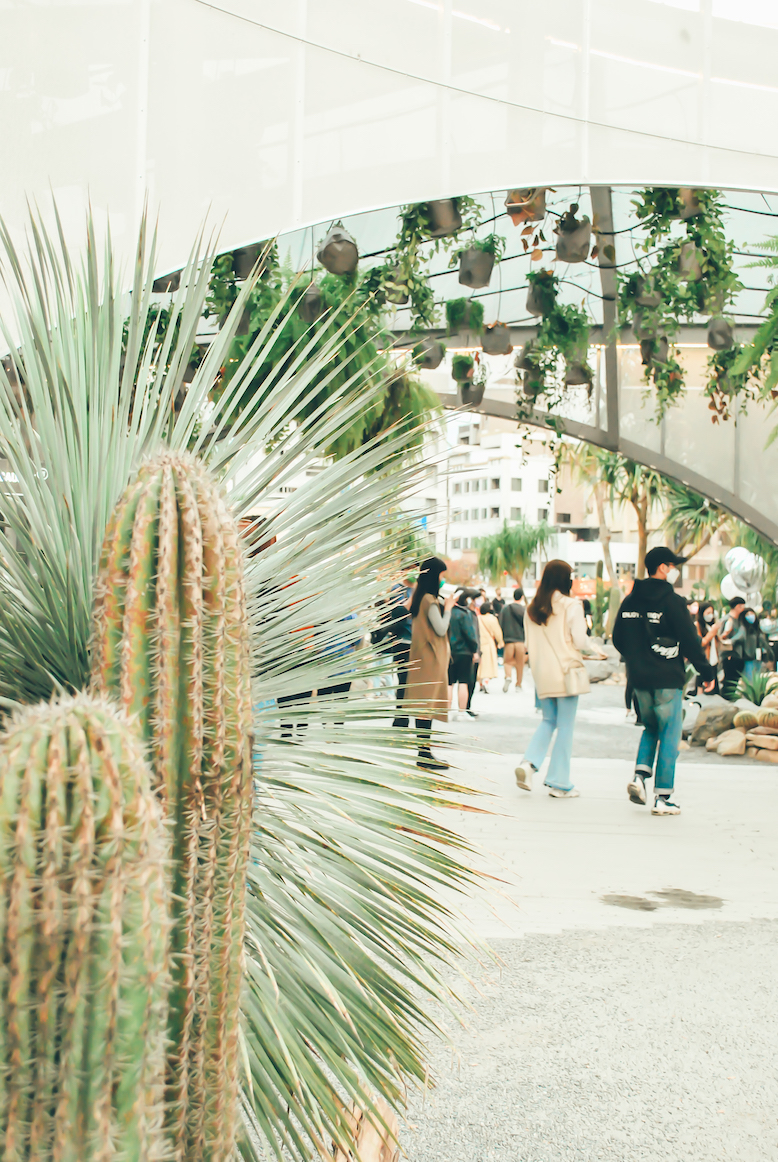 配合「城市綠洲獨立的沙漠島」概念，1樓主入口有一系列旱生植物。（PARK2草悟廣場提供）