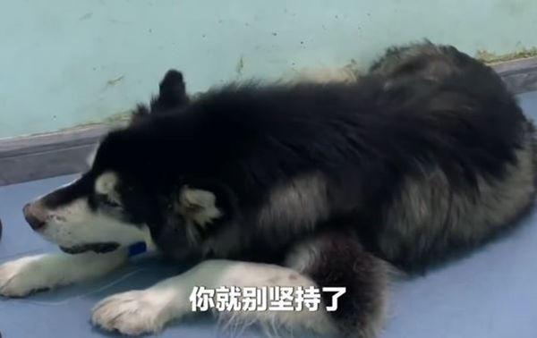 居住在山西省的徐姓女子日前帶愛犬去檢查,意外發現愛犬肝臟長滿了腫瘤。(翻攝自微博)