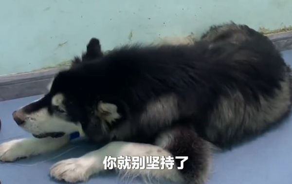 居住在山西省的徐姓女子日前帶愛犬去檢查,意外發現愛犬肝臟長滿了腫瘤。(翻攝自微博)