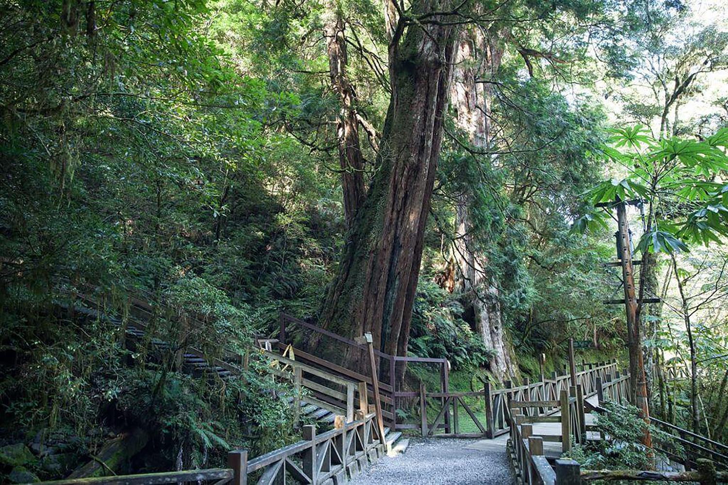 拉拉山位處海拔約兩千公尺高，空氣清新能夠放鬆身心盡情森呼吸。（KLOOK提供）
