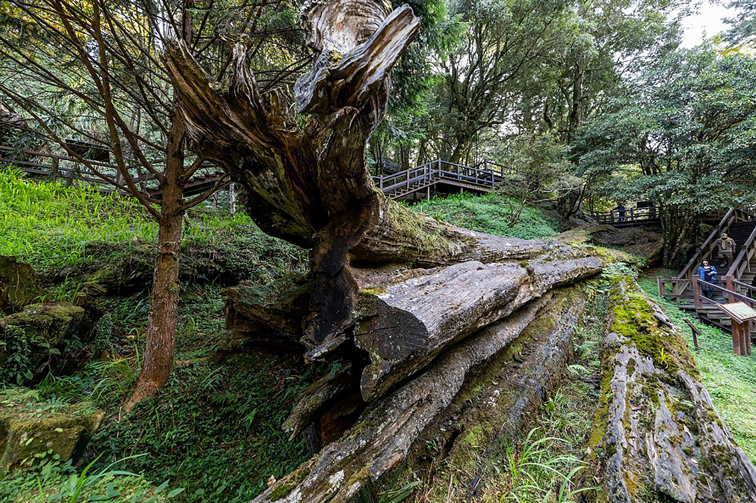 阿里山國家森林遊樂區,一探壯麗的「阿里山神木」遺跡。(KLOOK提供)