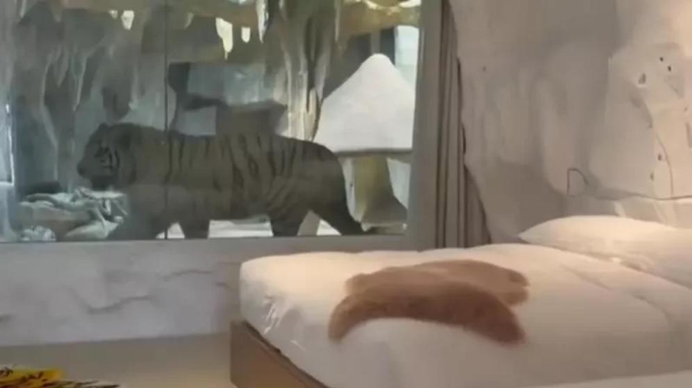 中國江蘇省南通市森林野生動物園飯店推出「虎景房」惹議。(翻攝自影片畫面)