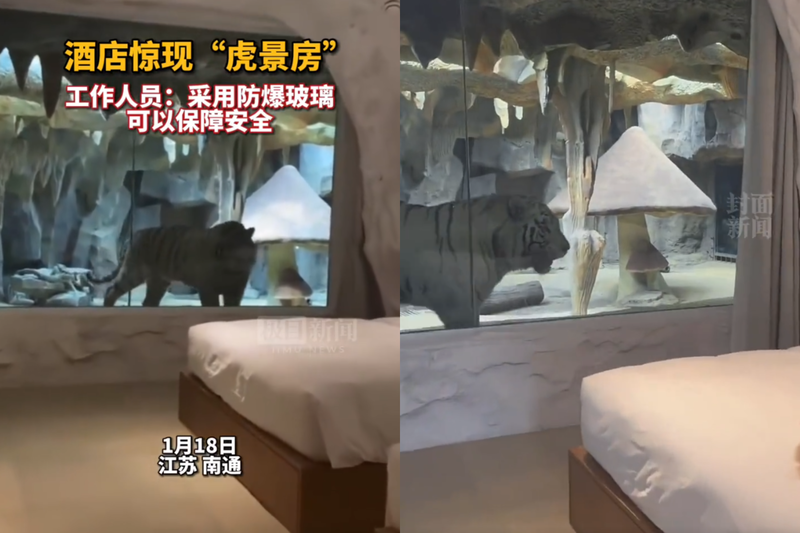 飯店推「猛獸客房」,房客透過防爆玻璃可看到老虎在窗邊來回踱步。(翻攝自微博)
