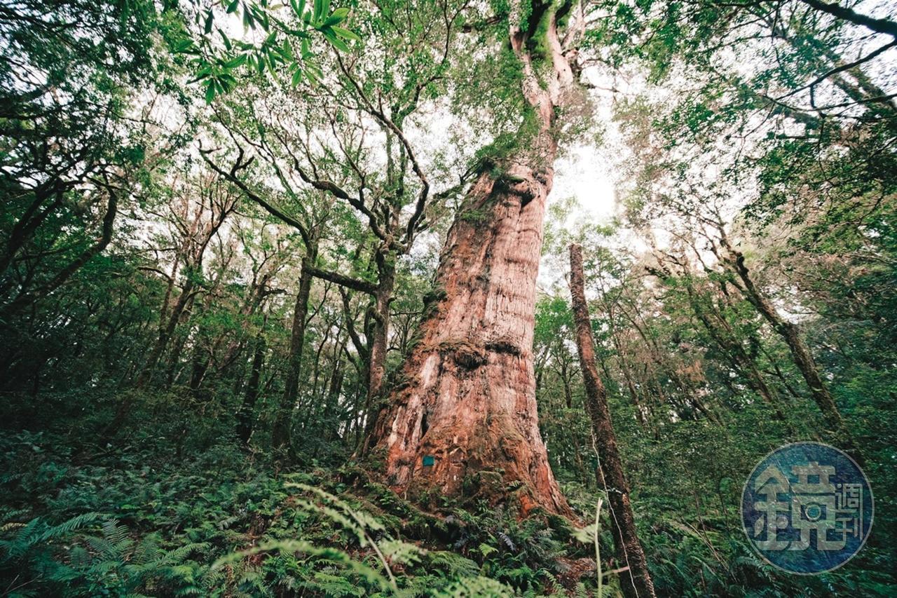 何壽川認為，樹木就能解決發電不足問題。醣透過光合作用就能從植物中分解出來。
