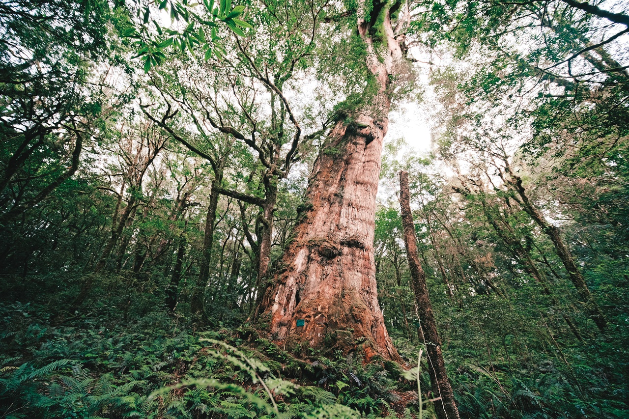 何壽川認為，樹木就能解決發電不足問題。醣透過光合作用就能從植物中分解出來。