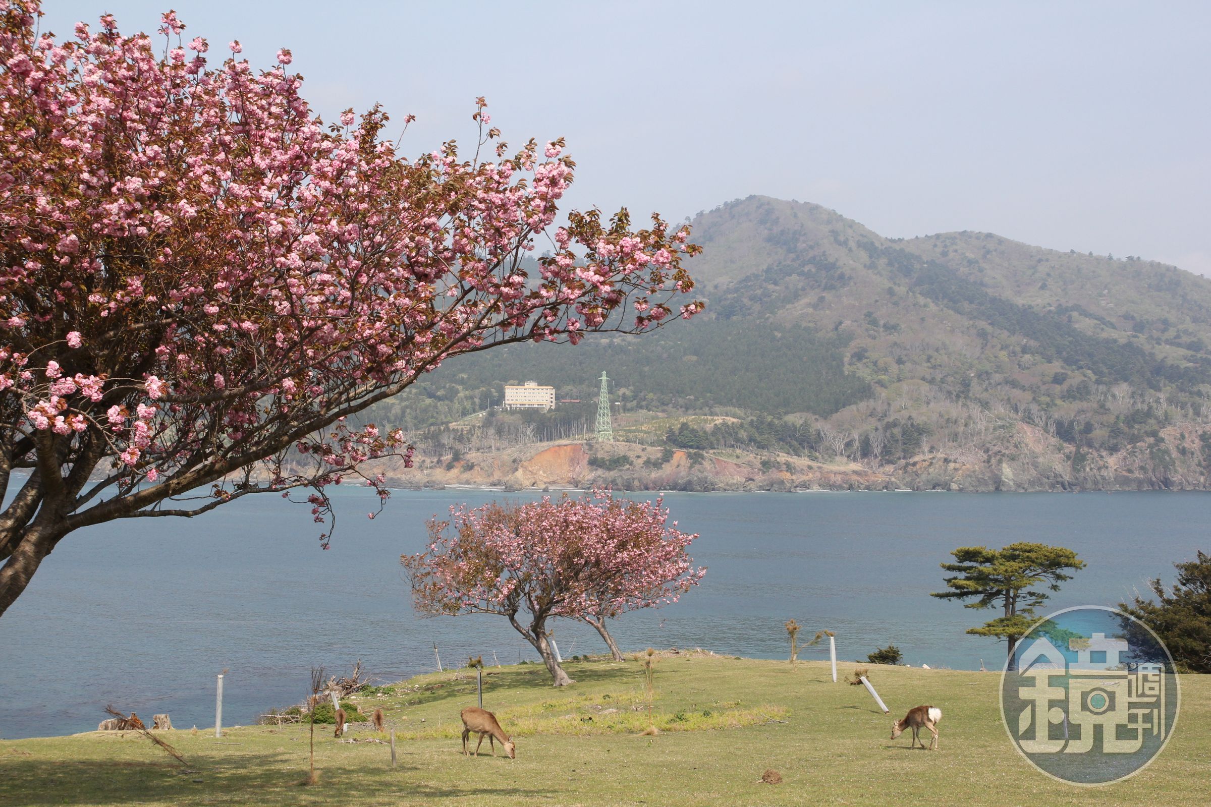 櫻花季節來到金華山，可以同時賞鹿又賞櫻。（Visit MIYAGI提供）
