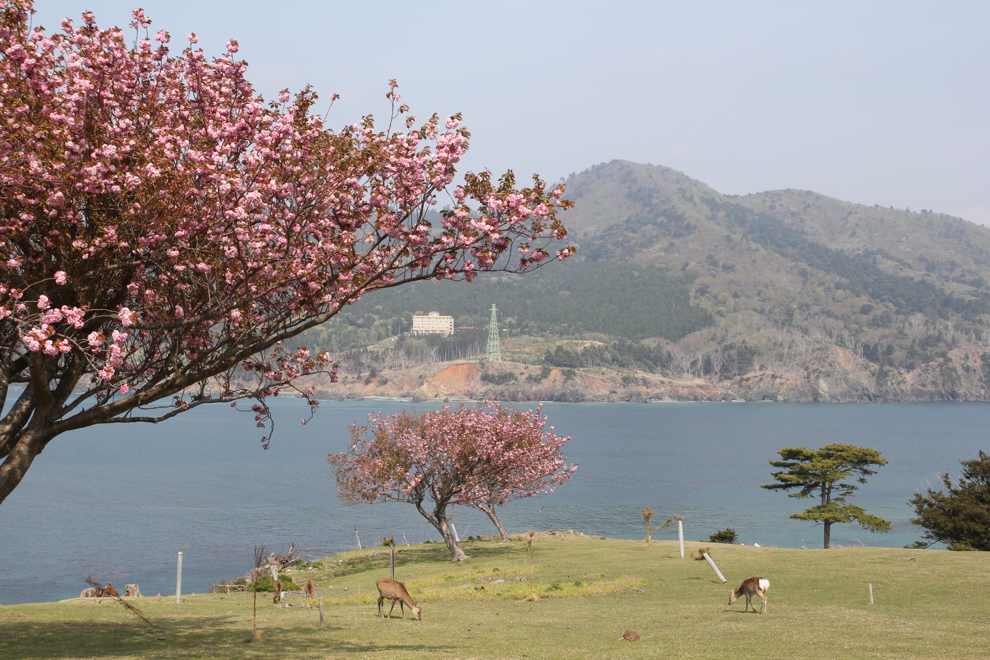 櫻花季節來到金華山，可以同時賞鹿又賞櫻。（Visit MIYAGI提供）
