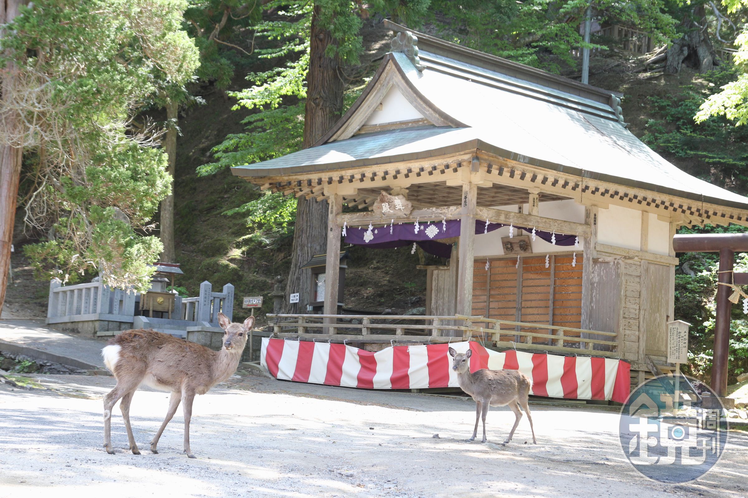 黃金山神社附近有許多鹿群優哉游哉散步。（Visit MIYAGI提供）