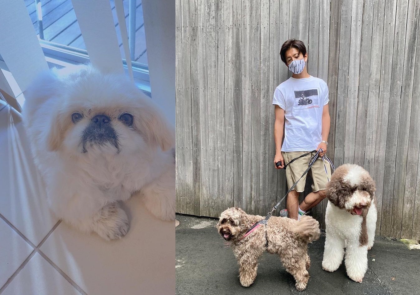 木村拓哉（右圖）一家愛狗成痴，今發文透露家中的「泡泡」（左圖）。（翻攝自木村拓哉Instagram）