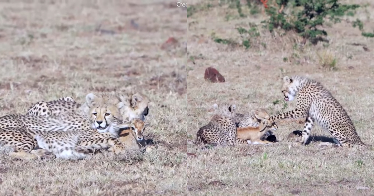 3隻小獵豹不知道該怎麼吃小瞪羚，乾脆跟牠玩起來。（翻攝自SWNS YouTube）
