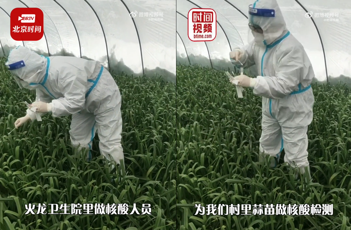 河南省有防疫人員到田裡幫蒜苗採集核酸進行檢測。(翻攝自微博@時間視頻)