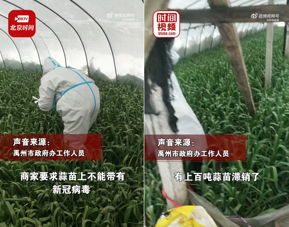 當地政府官員表示,採購商要求蒜苗不能有新冠病毒他們才派人協助做核酸檢測。(翻攝自微博@時間視頻)