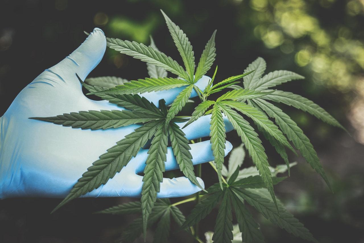 泰國近日於毒品管制委員會會議上正式將大麻從毒品清單中移除，民眾在通知當地政府後可以在家種植大麻。（示意圖，Pexels）