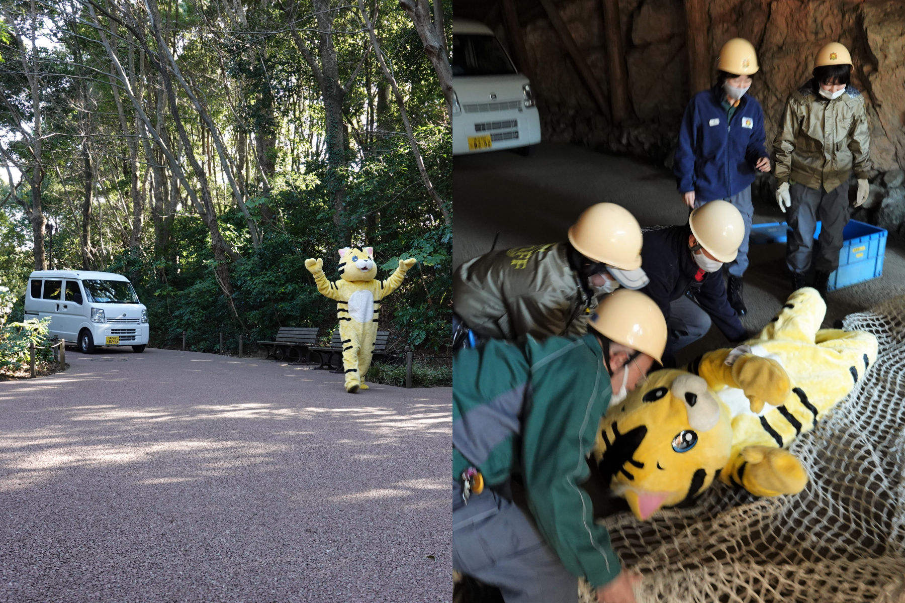日本橫濱市的動物園Zoorasia日前進行「動物逃脫訓練」，讓工作人員穿上老虎裝。（翻攝自twitter @ZOORASIA_office）