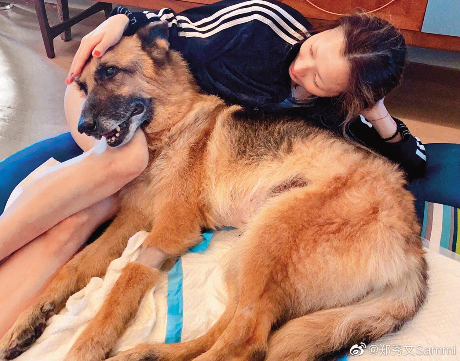  與許志安一起飼養的愛犬Lucky，鄭秀文把牠當自己兒子般，在牠最後的生命裡盡全力照料陪伴。（翻攝自鄭秀文微博）