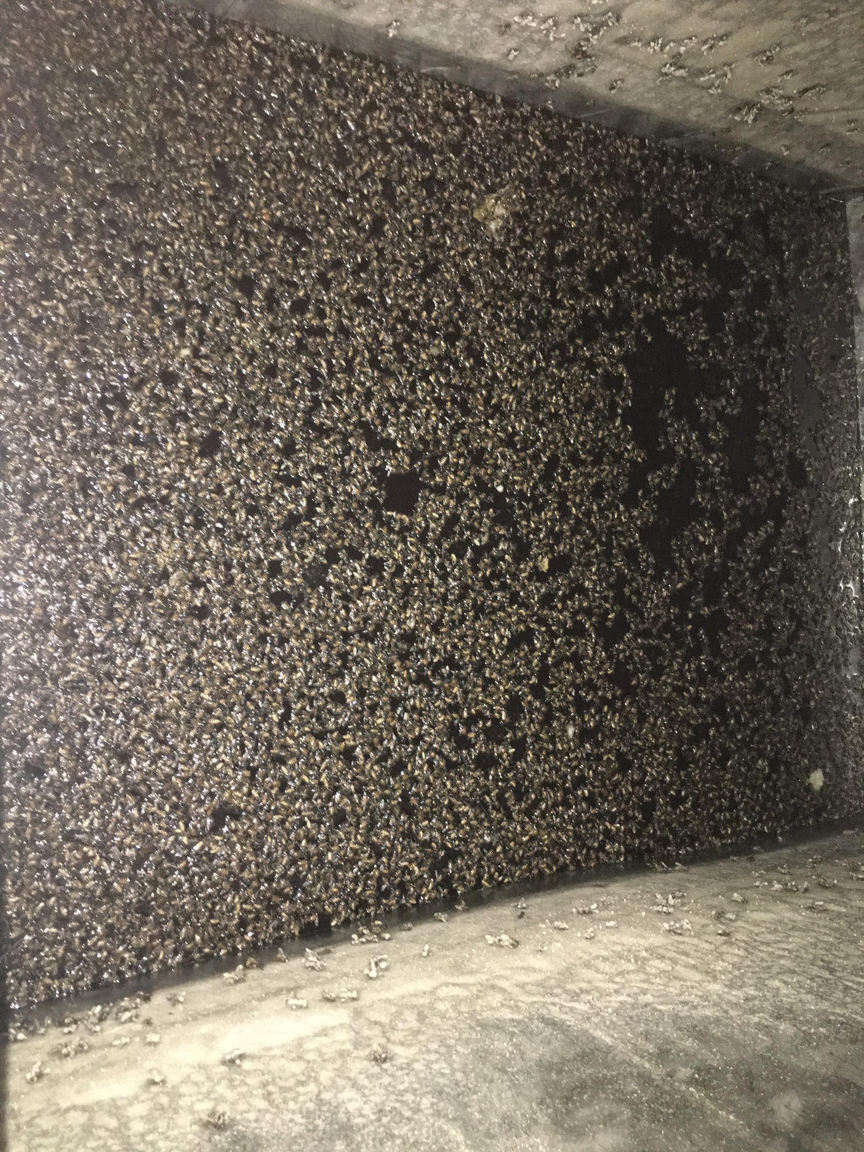 高雄一家老牌冬瓜糖水店離職員工爆料，糖水槽內充斥蟲屍。（翻攝畫面）