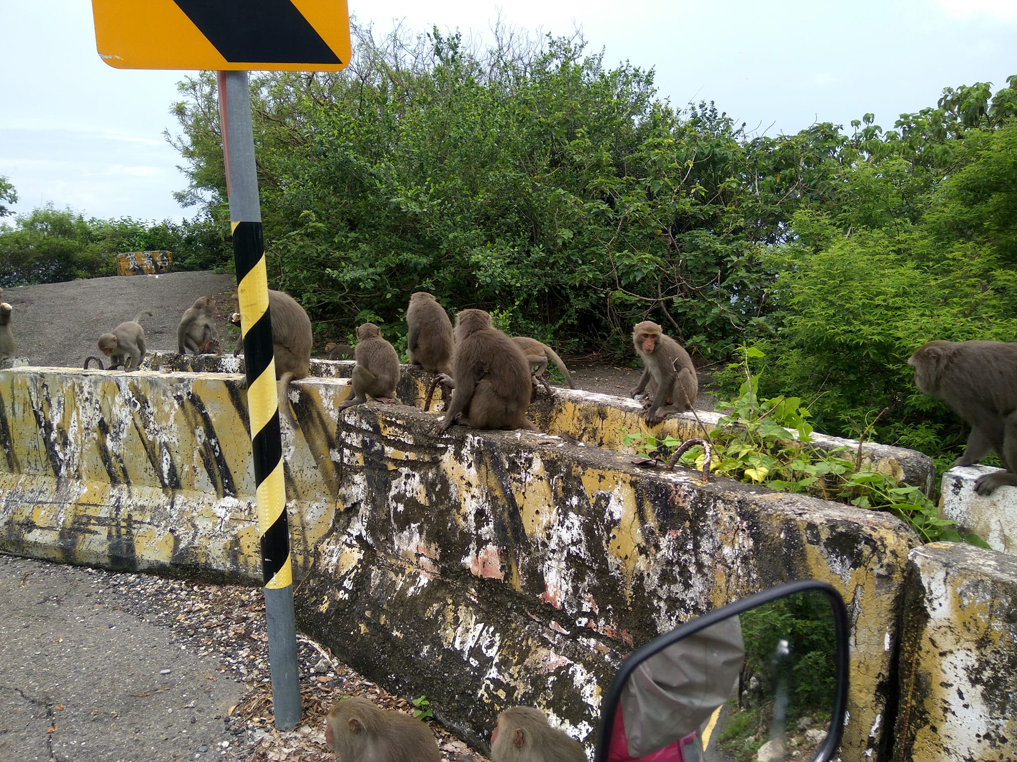 外送員在送餐途中被猴群打劫，客人的餐點被光速完食。（翻攝自爆廢公社）